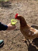 2025_Huhn_1