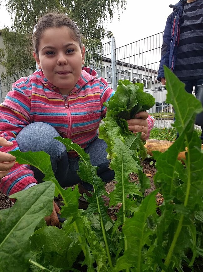 Ackerschule_ernten_5