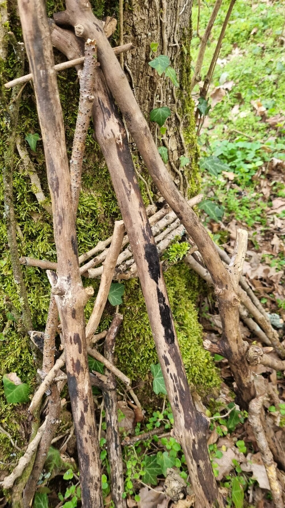 Foto_Waldtag_15