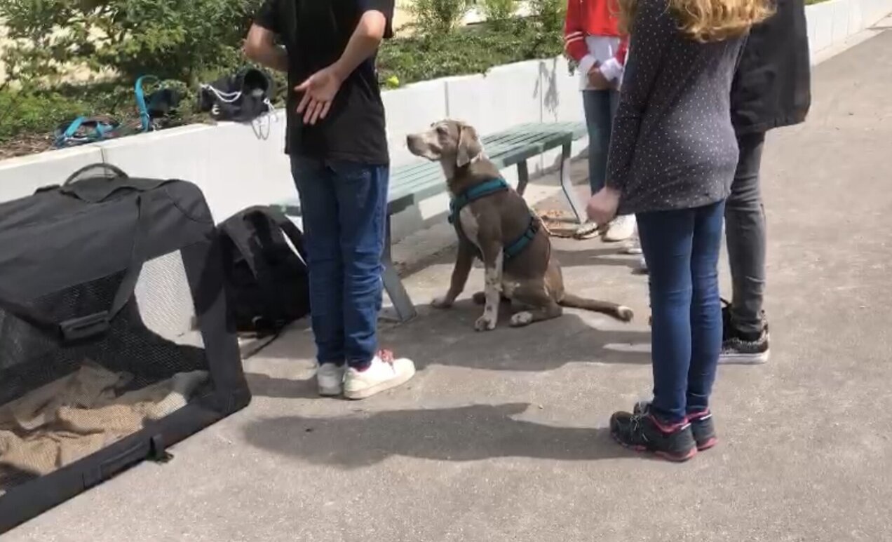 So kann man mir bei verschiedenen Dingen die Aufgabe geben, sie anzustupsen.
Außerdem kann man mir damit auch beibringen, bestimmte Wege zu laufen, indem ich dem Ball folge. IMG_6044