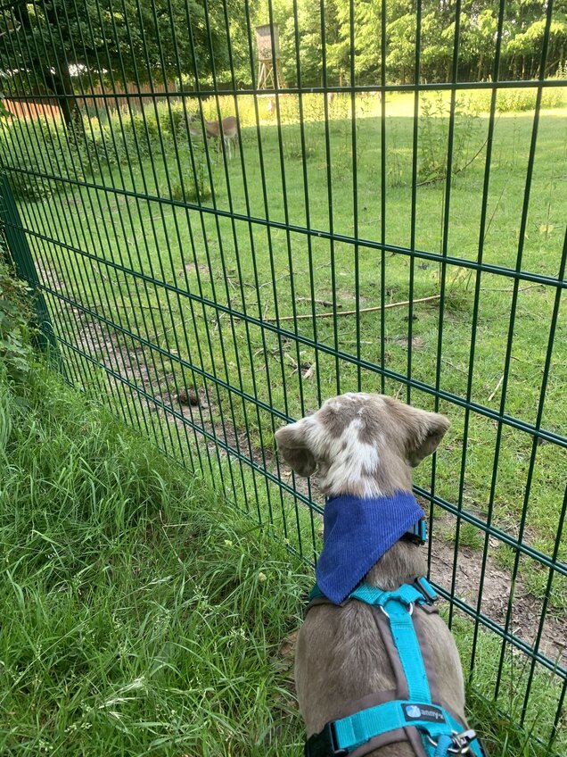 Spaziergang zum Wildgehege IMG_6268