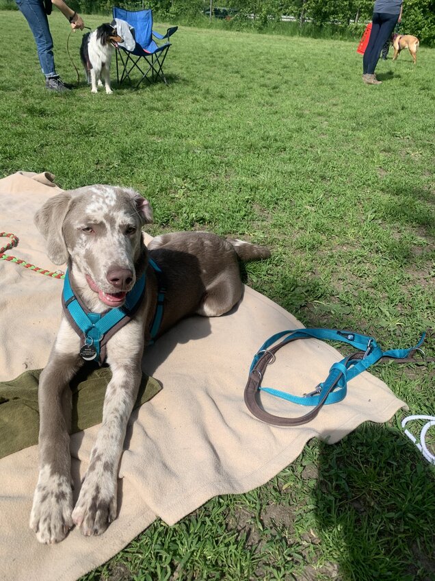 Das grüne Handtuch war mit Leckerchen gefüllt und ich soll lernen, es auszurollen. Auf dem Bild bin ich aber schon ziemlich müde. IMG_6028
