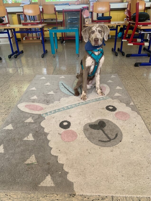 In der Kreismitte der Alpakaklasse IMG_6274